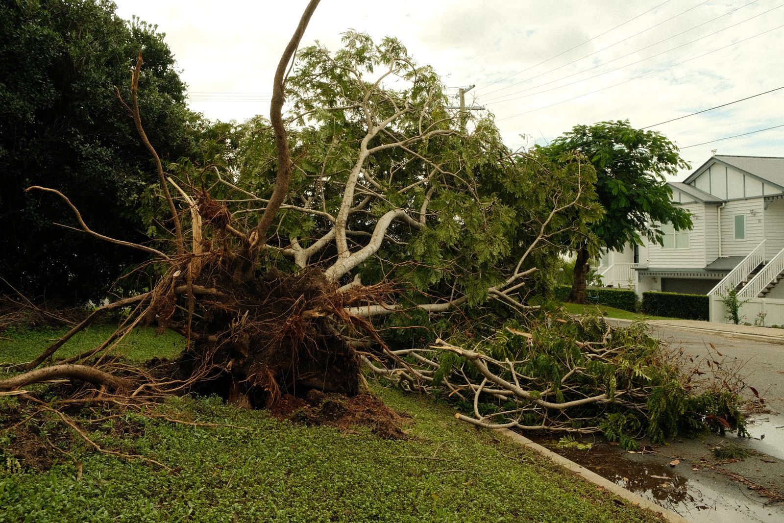 A large tree uprooted across a residential street after a storm